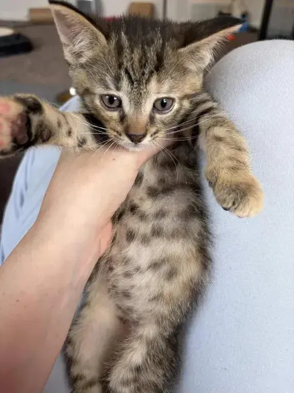 A baby small-sized female Domestic Short Hair cat named Trixie for adoption in Grand Rapids, MI