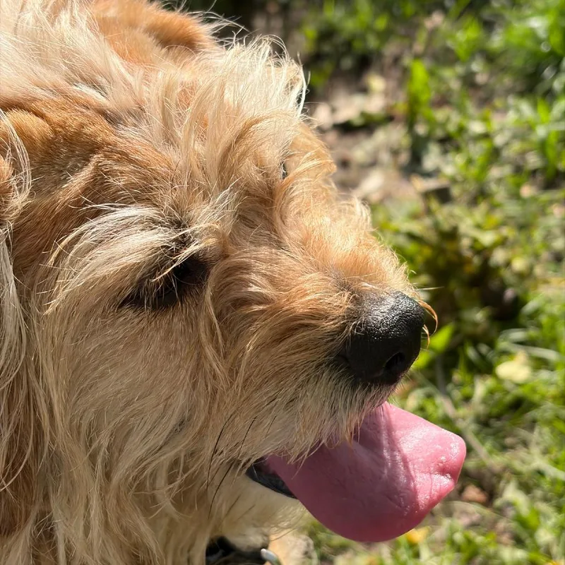 An adult medium-sized male Golden Terrier dog named Benji for adoption in Columbia Station, OH