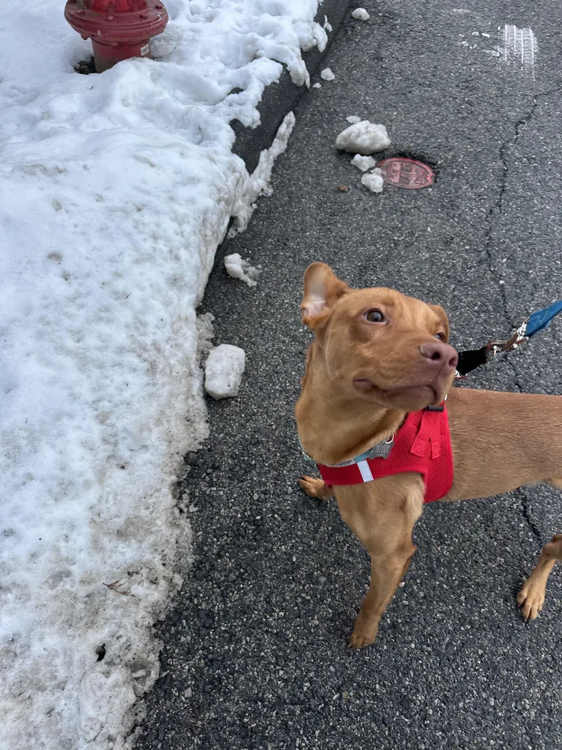 Osvaldito thumbnail 4