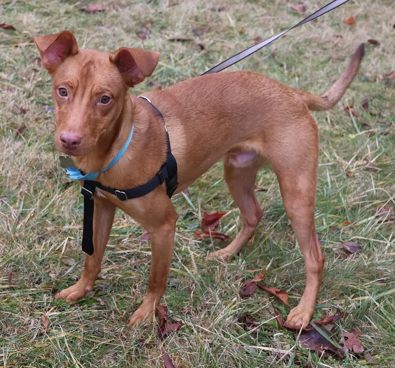 Osvaldito thumbnail 5