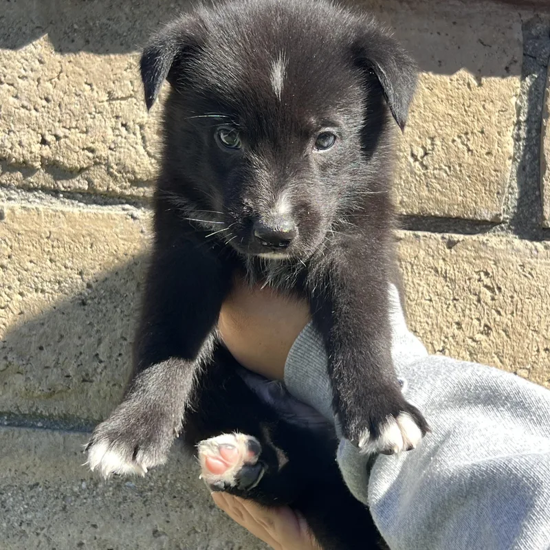 A baby large-sized male Labrador Retriever dog named Jasper for adoption in Pasadena, CA
