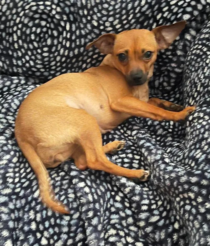 An adult small-sized female Brown / Chocolate Chihuahua dog named Calu for adoption in TUCSON, AZ