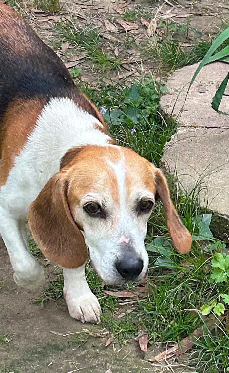 An adult small-sized male Beagle dog named Smeagol for adoption in Dunnellon, FL