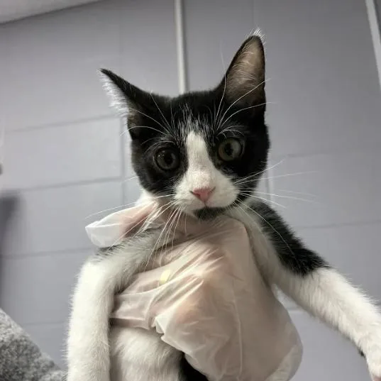 A baby small-sized female Black Domestic Short Hair cat named Fergie for adoption in South Elgin, IL
