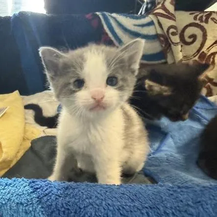A baby small-sized male White Domestic Short Hair cat named Boysenberry for adoption in Long Beach, CA