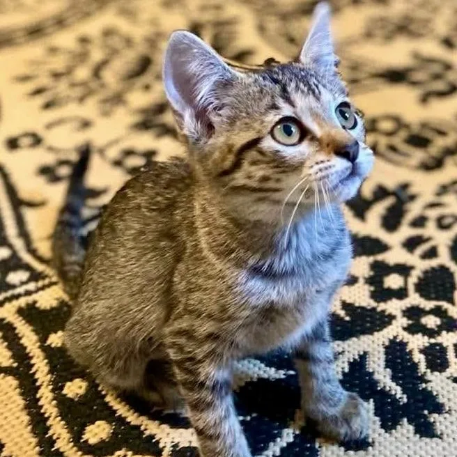 A baby medium-sized female Tabby (Brown / Chocolate) Tabby cat named Cassandra for adoption in Memphis, TN