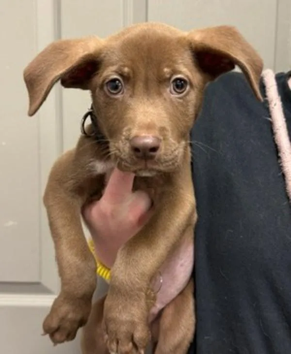 A baby medium-sized male Labrador Retriever dog named Coco for adoption in Littleton, CO