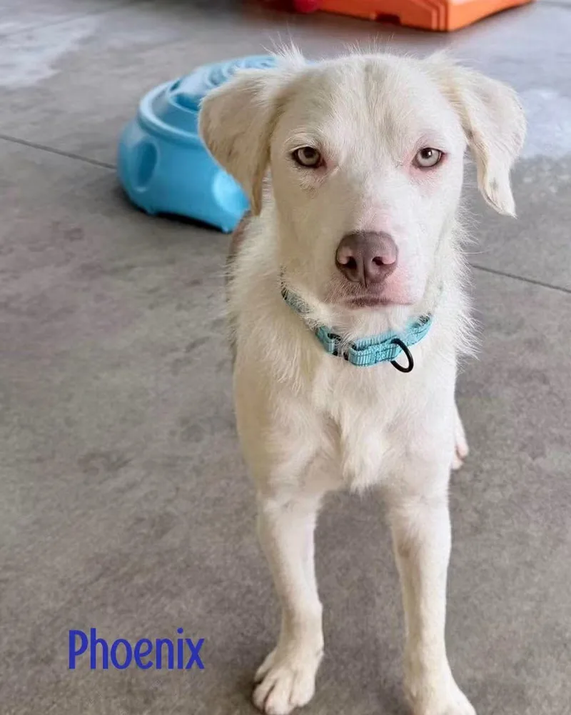 A young medium-sized male Spaniel dog named Phoenix for adoption in Washington , PA