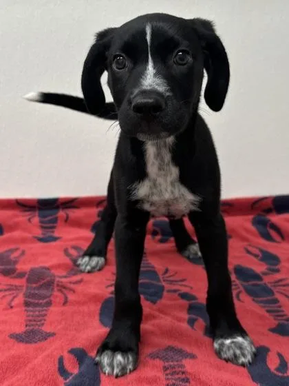 A young medium-sized female Siberian Husky dog named Mary Jane for adoption in Phoenix, AZ