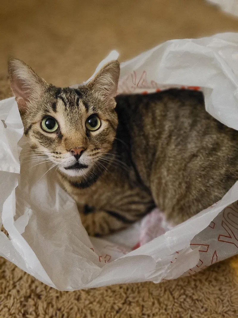 An adult medium-sized male Domestic Short Hair cat named Phoenix for adoption in Wheaton, IL