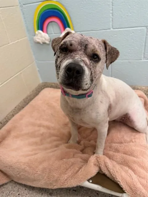 An adult large-sized female Pit Bull Terrier dog named Daisy for adoption in Brighton, CO