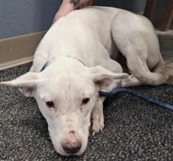 A young medium-sized female White / Cream Shepherd dog named Miley for adoption in Hollister, MO