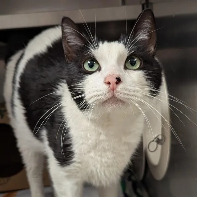 An adult large-sized male Domestic Short Hair cat named Tuna for adoption in Olivette, MO