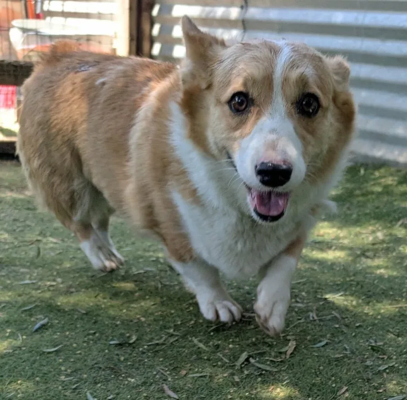 An adult small-sized female Corgi dog named Pancake for adoption in San Diego, CA