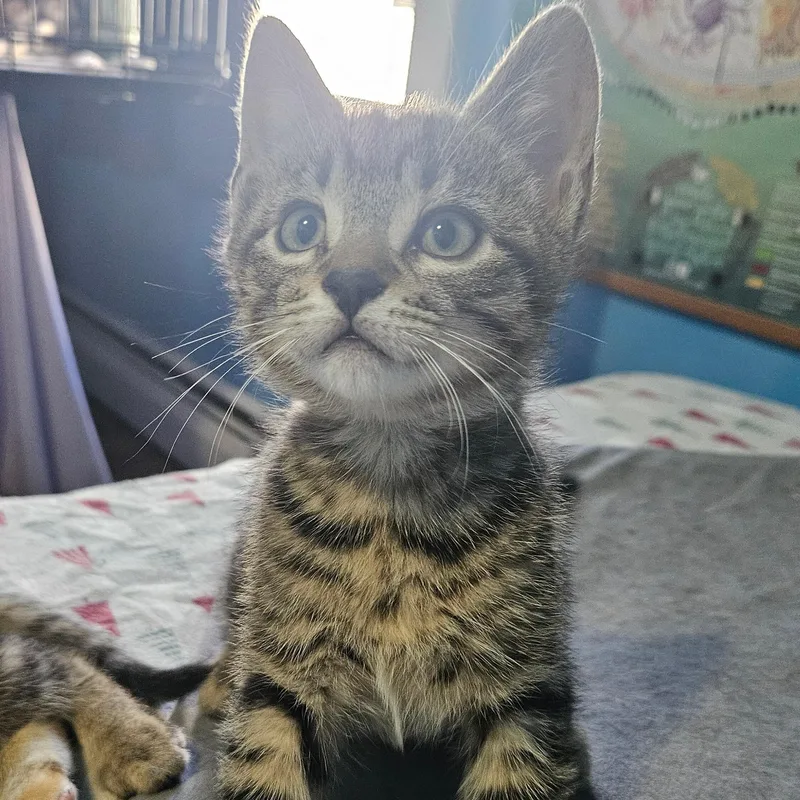 A baby medium-sized male Tabby (Brown / Chocolate) Tabby cat named Patrick for adoption in East Amherst, NY