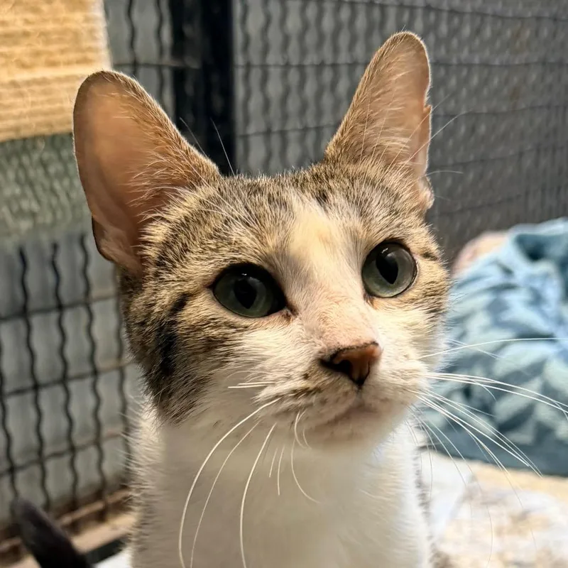 A young medium-sized female Gray / Blue / Silver Domestic Short Hair cat named Sky for adoption in Fort Leavenworth, KS