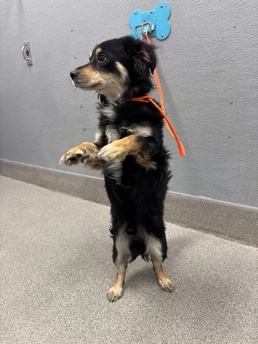 A young medium-sized male Chihuahua dog named Bernie for adoption in Las Vegas, NV