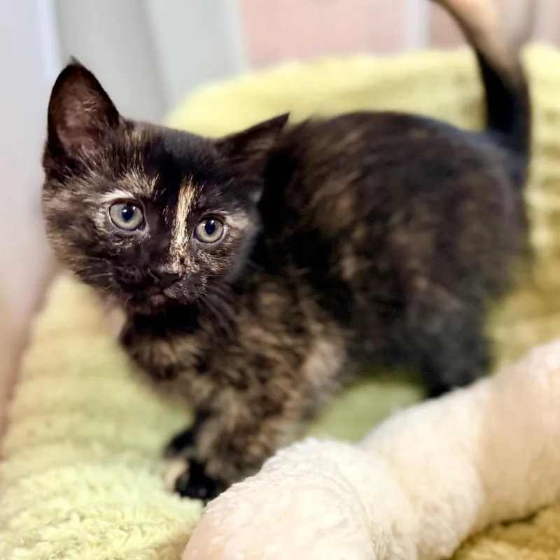 A baby small-sized female Tortoiseshell Domestic Short Hair cat named Dot for adoption in Green Bay, WI