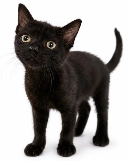 A baby small-sized female Domestic Short Hair cat named Molly for adoption in Cumming, GA