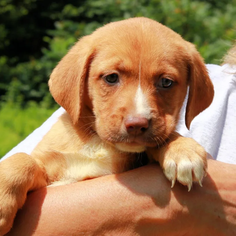 A baby medium-sized female Brown / Chocolate Labrador Retriever dog named CT Go Fish avail for adoption in Eastford, CT