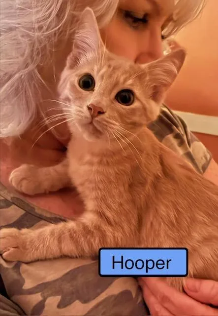 A baby medium-sized male Domestic Short Hair cat named Hooper for adoption in Zimmerman, MN