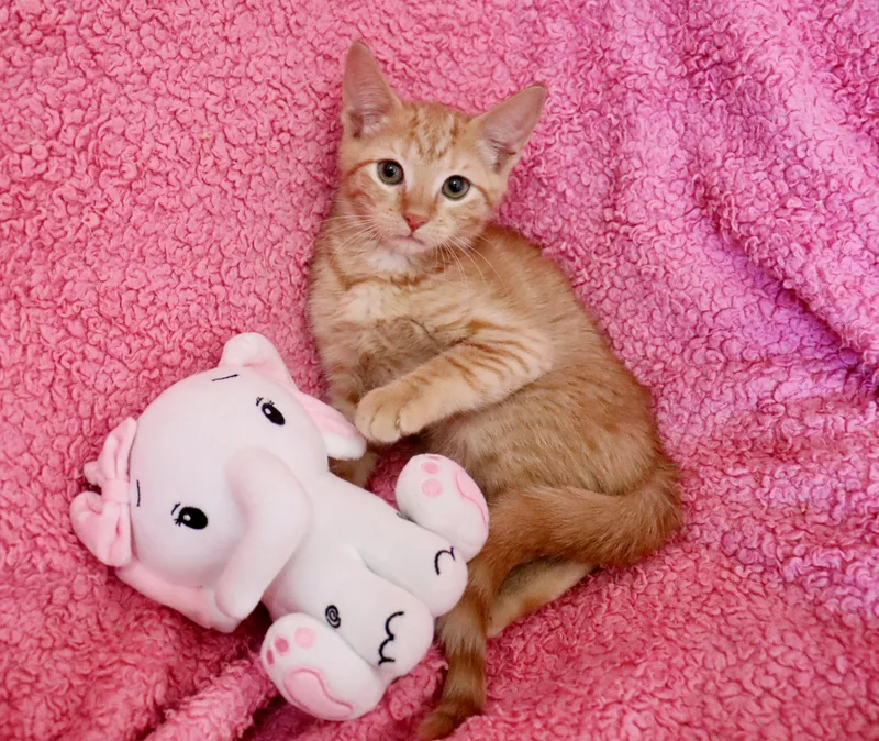 A baby medium-sized female Tabby (Orange / Red) Tabby cat named Ginger for adoption in Saint Augustine, FL