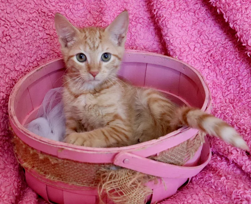 Ginger thumbnail 2