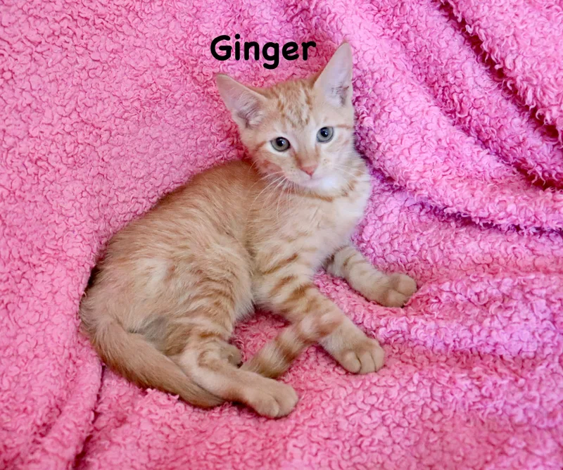 Ginger thumbnail 3