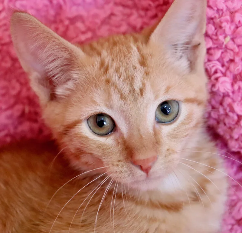 Ginger thumbnail 4