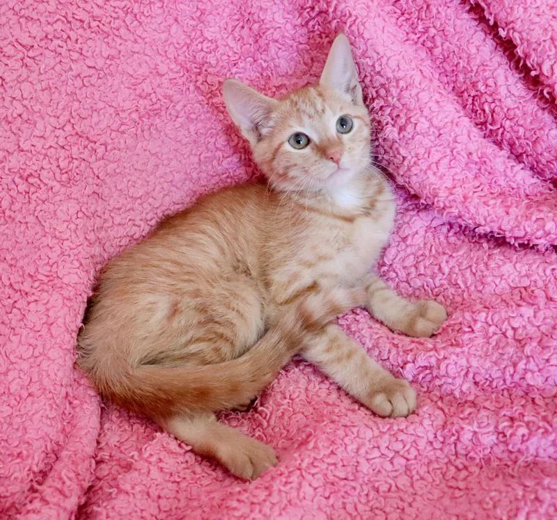 Ginger thumbnail 5