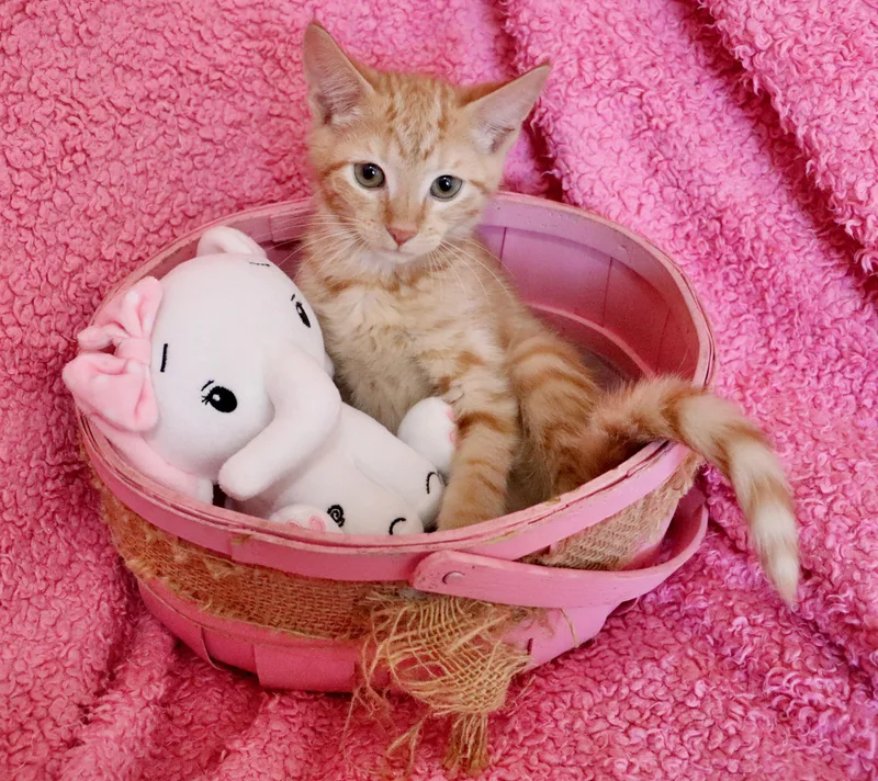 Ginger thumbnail 6