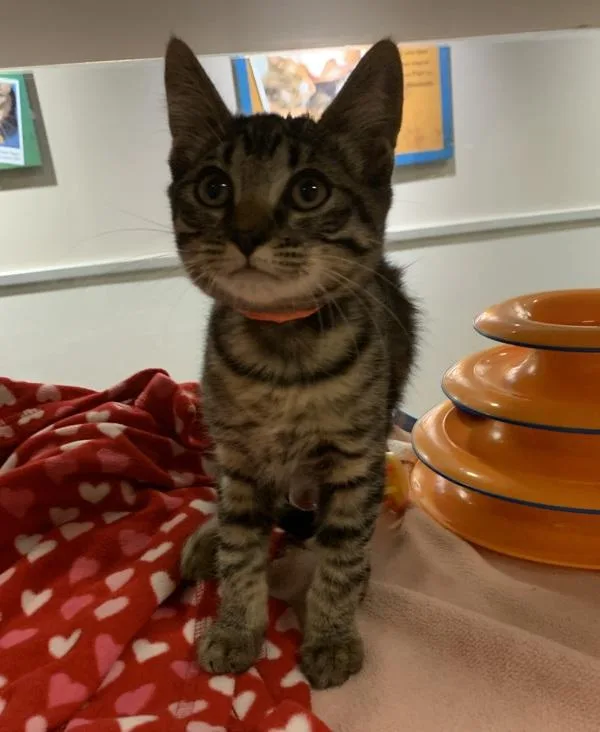 A baby small-sized female Domestic Short Hair cat named Carly for adoption in Oakland, CA