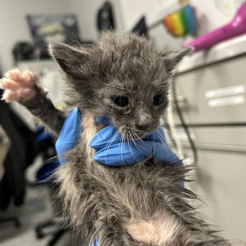 A baby small-sized female Gray / Blue / Silver Domestic Short Hair cat named Zuma for adoption in Greenville, SC