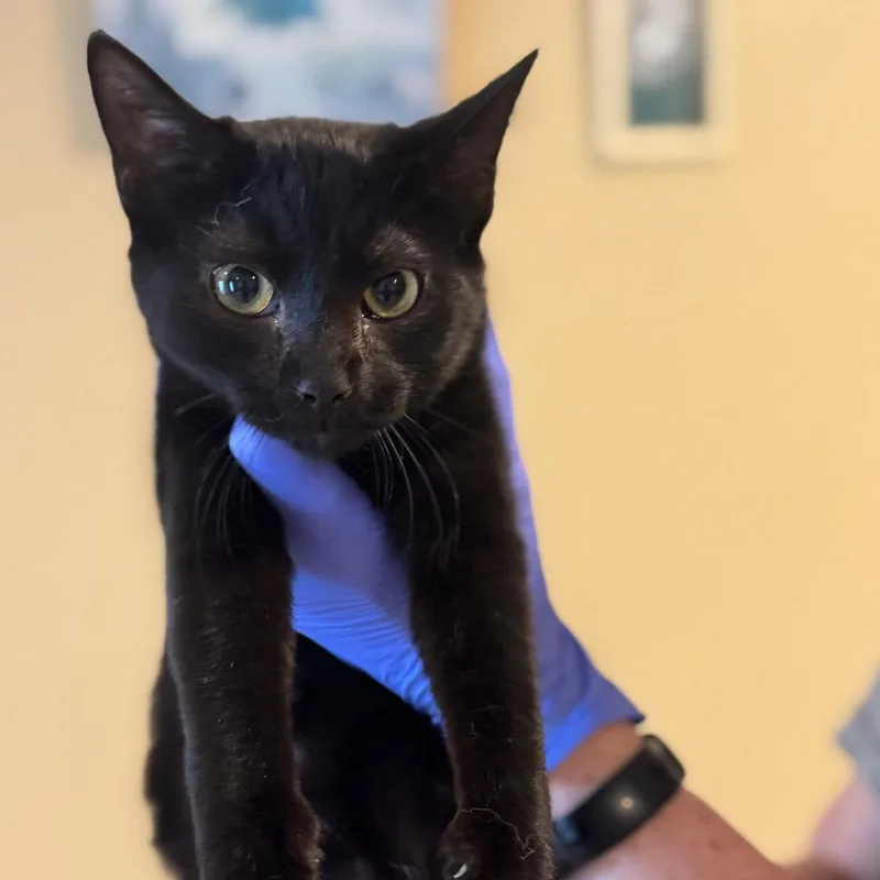 An adult medium-sized female Black Domestic Short Hair cat named Chi Chi for adoption in Lucedale, MS