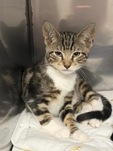 A baby small-sized male Domestic Short Hair cat named Kiro for adoption in Morristown, TN