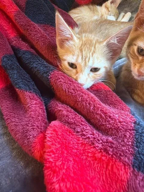 A baby medium-sized male Domestic Short Hair cat named Mario for adoption in New Braunfels, TX