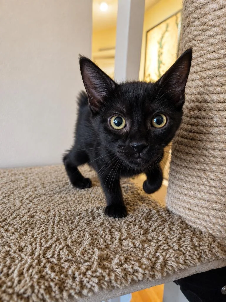 A baby medium-sized female Domestic Short Hair cat named Granola Bar for adoption in Parkville, MD