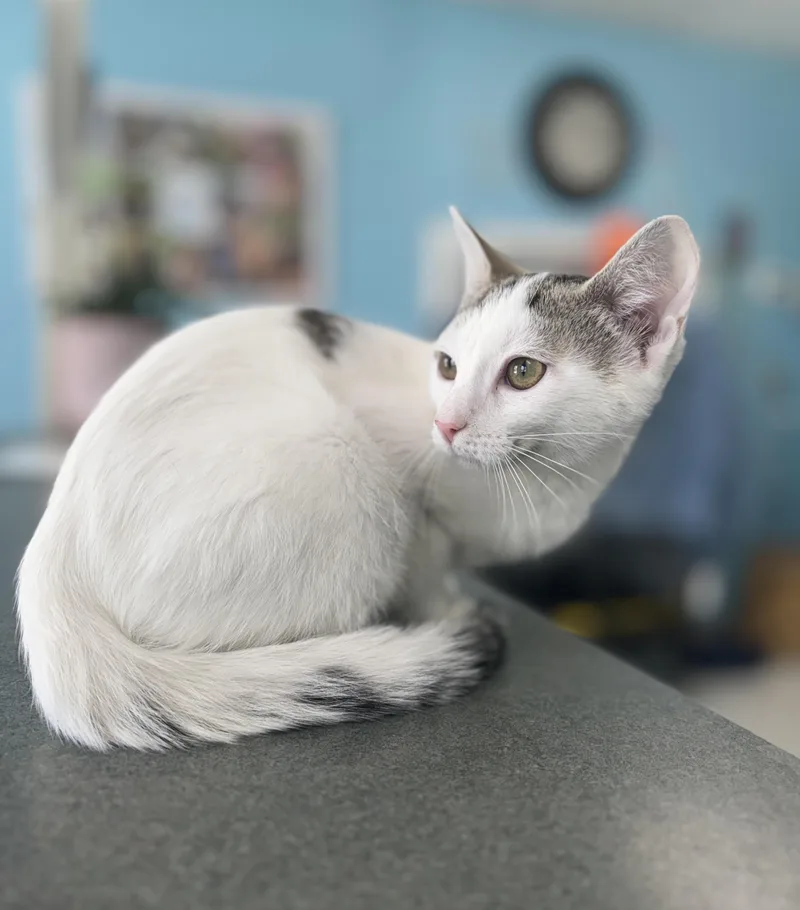 A baby medium-sized female White Domestic Short Hair cat named Cheddar for adoption in Bardstown, KY