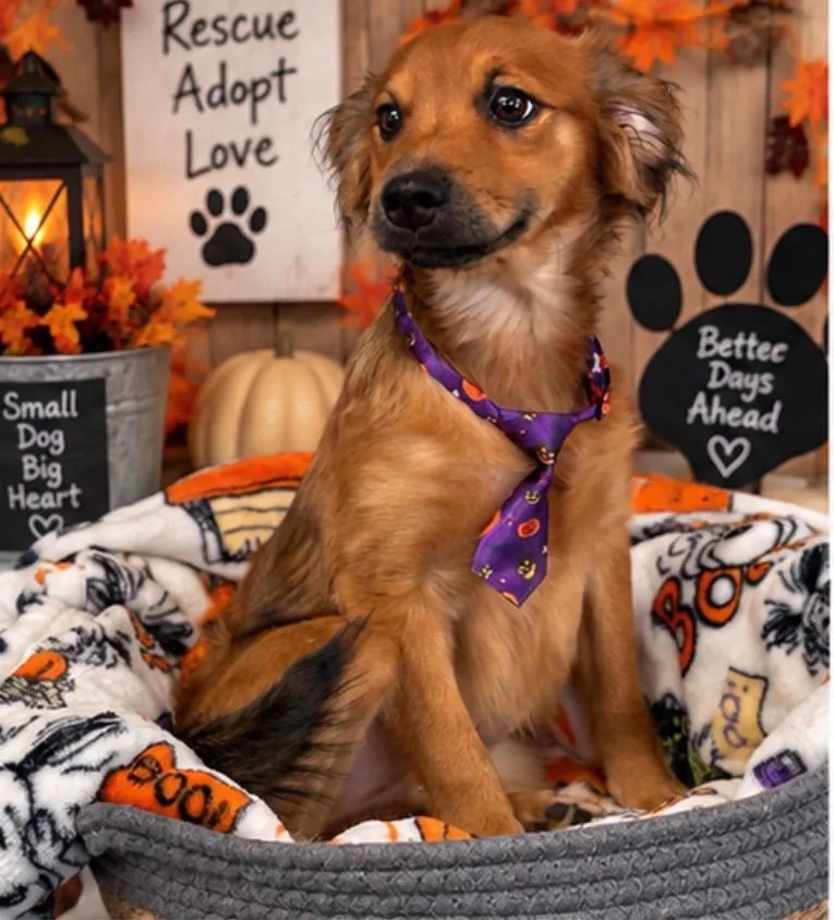 A young small-sized female Pomeranian dog named Princess Leia for adoption in Highland, IN