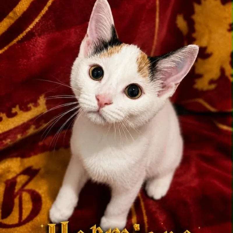 A baby small-sized female White Domestic Short Hair cat named Hermione for adoption in Rochester, MN