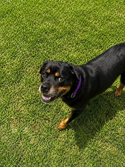 An adult medium-sized female Rottweiler dog named Tohopka for adoption in Palm Coast, FL