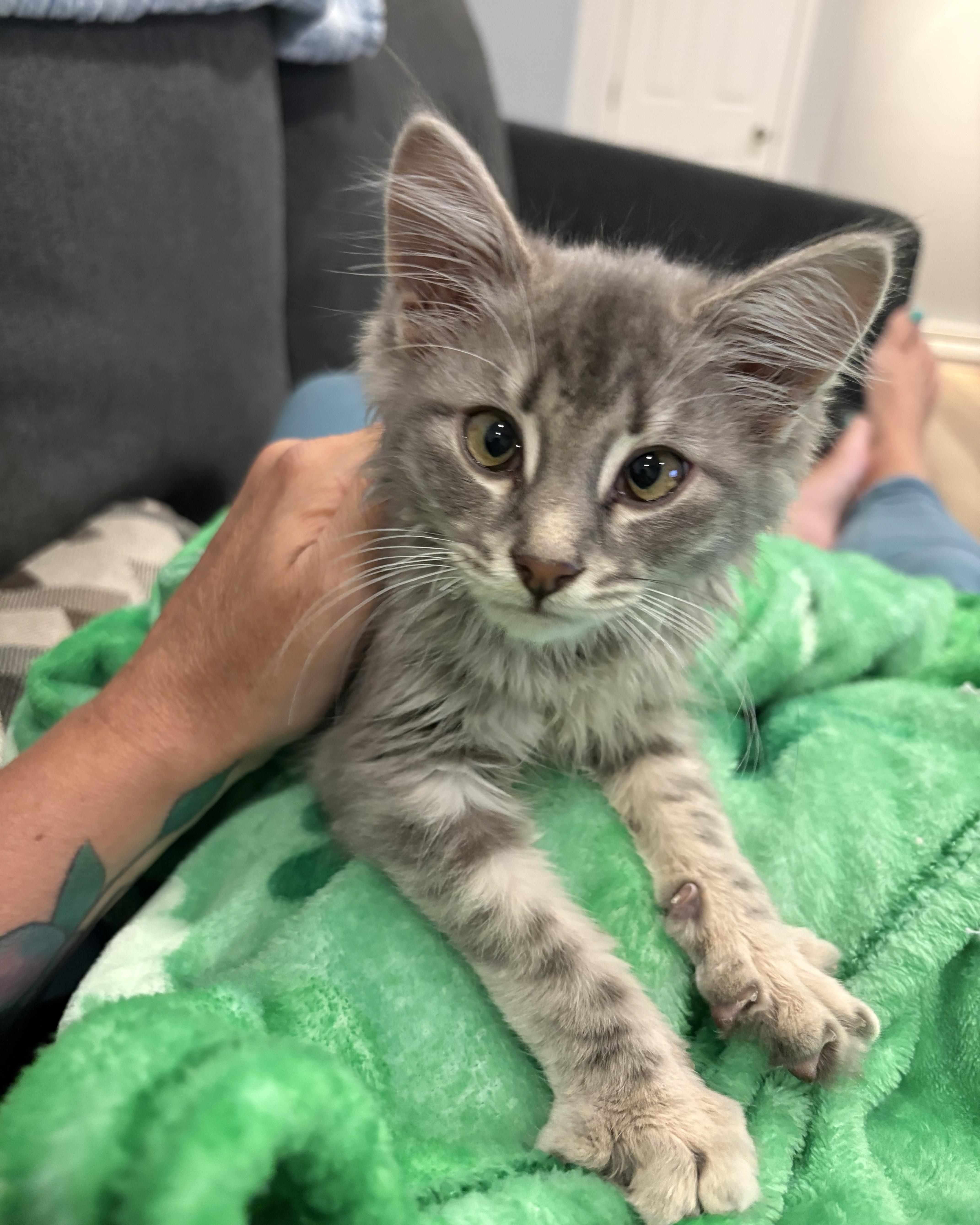 A baby medium-sized male Tabby (Gray / Blue / Silver) Domestic Long Hair cat named Jake for adoption in Lemoyne, PA