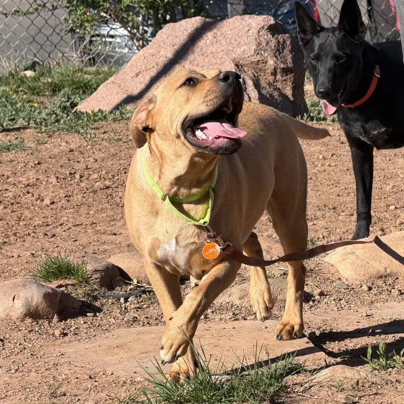An adult large-sized female Yellow / Tan / Blond / Fawn Pit Bull Terrier dog named Sunny for adoption in Durango, CO