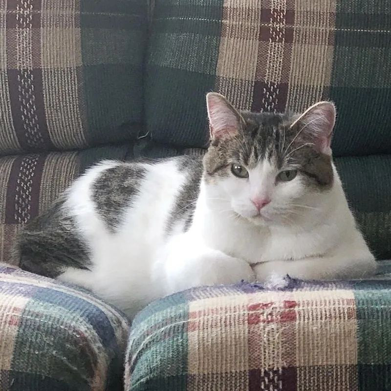 An adult small-sized female Gray / Blue / Silver Domestic Short Hair cat named Ryder for adoption in Mondovi, WI