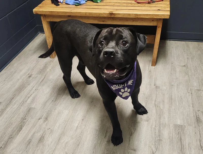 A young large-sized male Black American Bulldog dog named Xray for adoption in Mansfield, OH