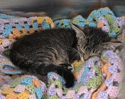 A young small-sized female Domestic Short Hair cat named Vega for adoption in Phoenix, AZ