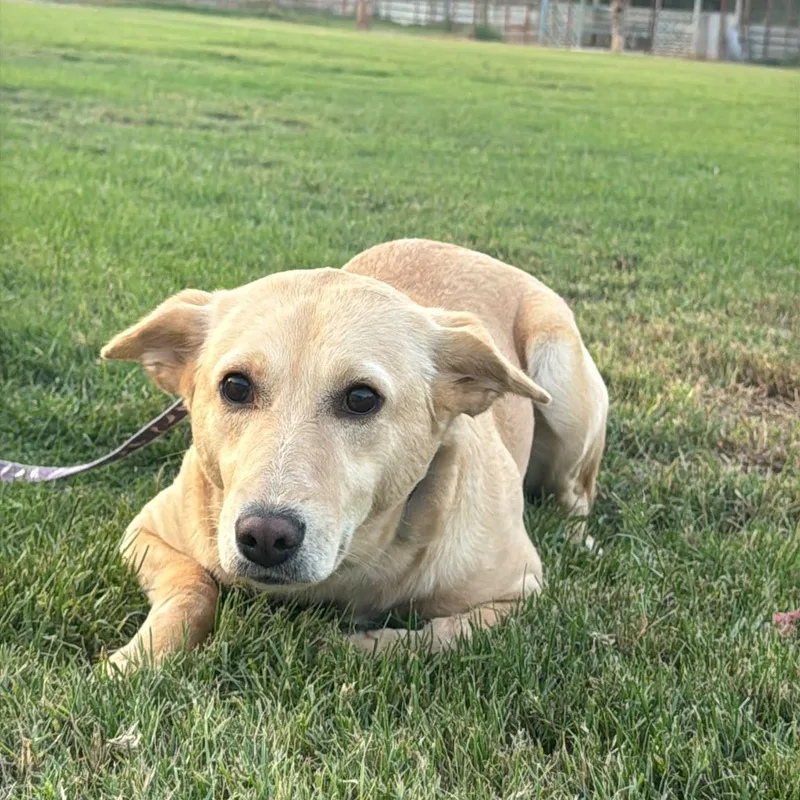 A young medium-sized female Labrador Retriever dog named Cupcake for adoption in New York, NY