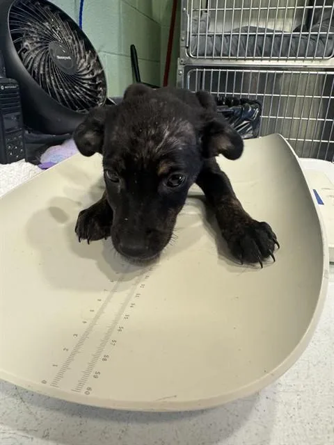 A baby small-sized female American Staffordshire Terrier dog named Uno for adoption in Grand Prairie, TX