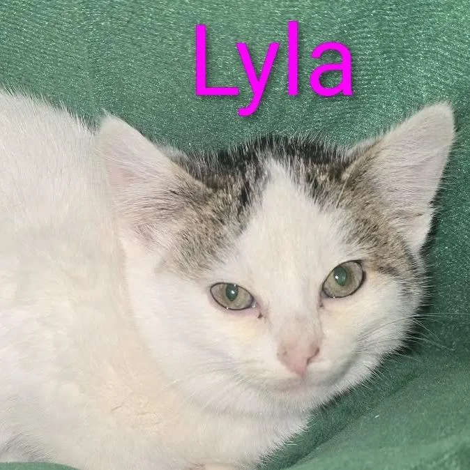 Lyla