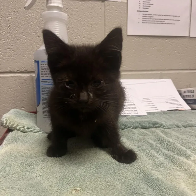 A baby small-sized male Black Domestic Short Hair cat named Ross for adoption in Bristol, IN